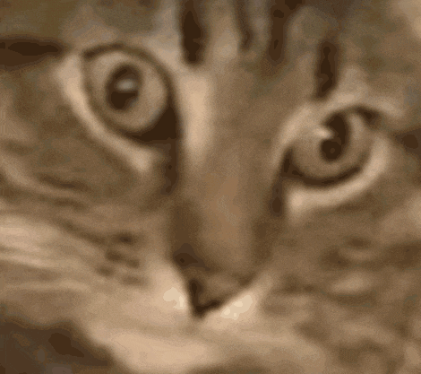 1000092764.gif