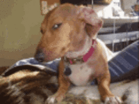 b96 (1).gif