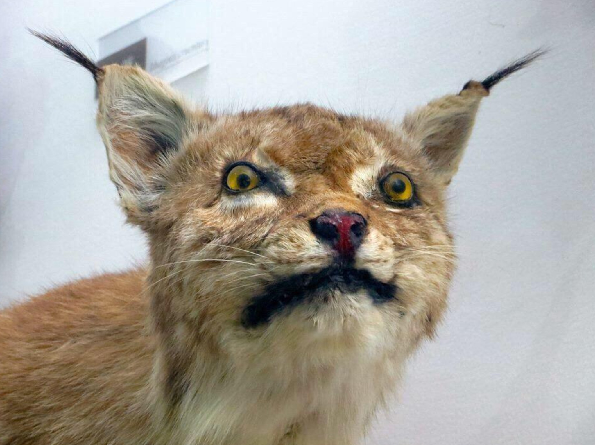 ilves pahaolo.jpg