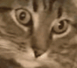 1000092764.gif